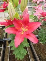 [4606 VZ W08 0690-01 Zagota No02.JPG]